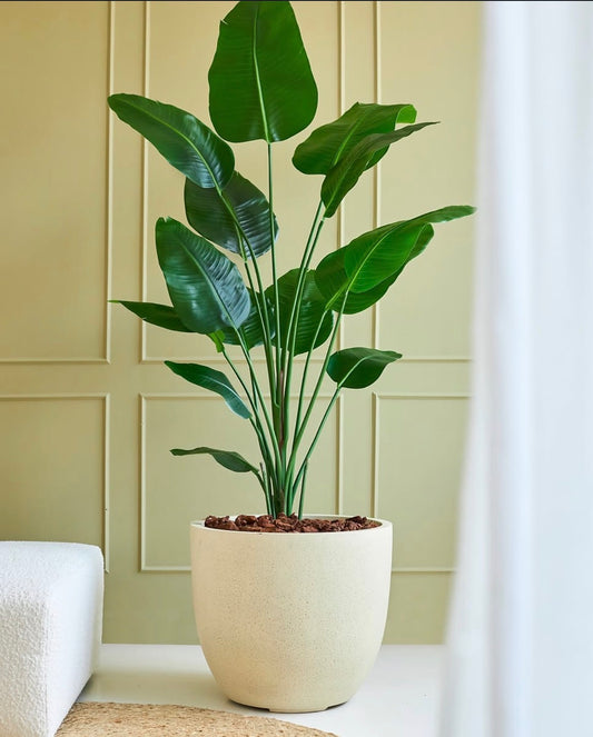 Strelitzia 150cm