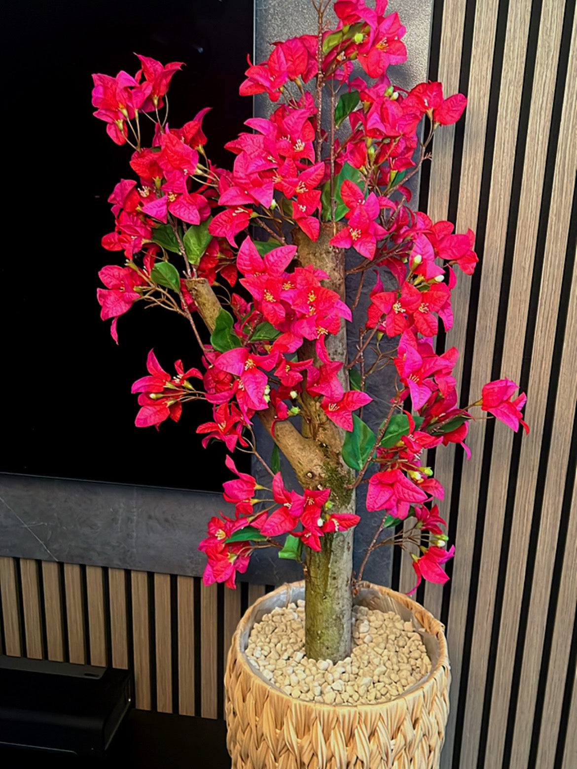 Bloesemboom “ SAKURA “